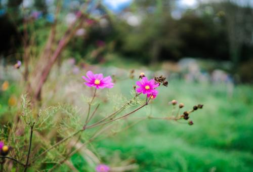 Pink flowers in Therapy Garden